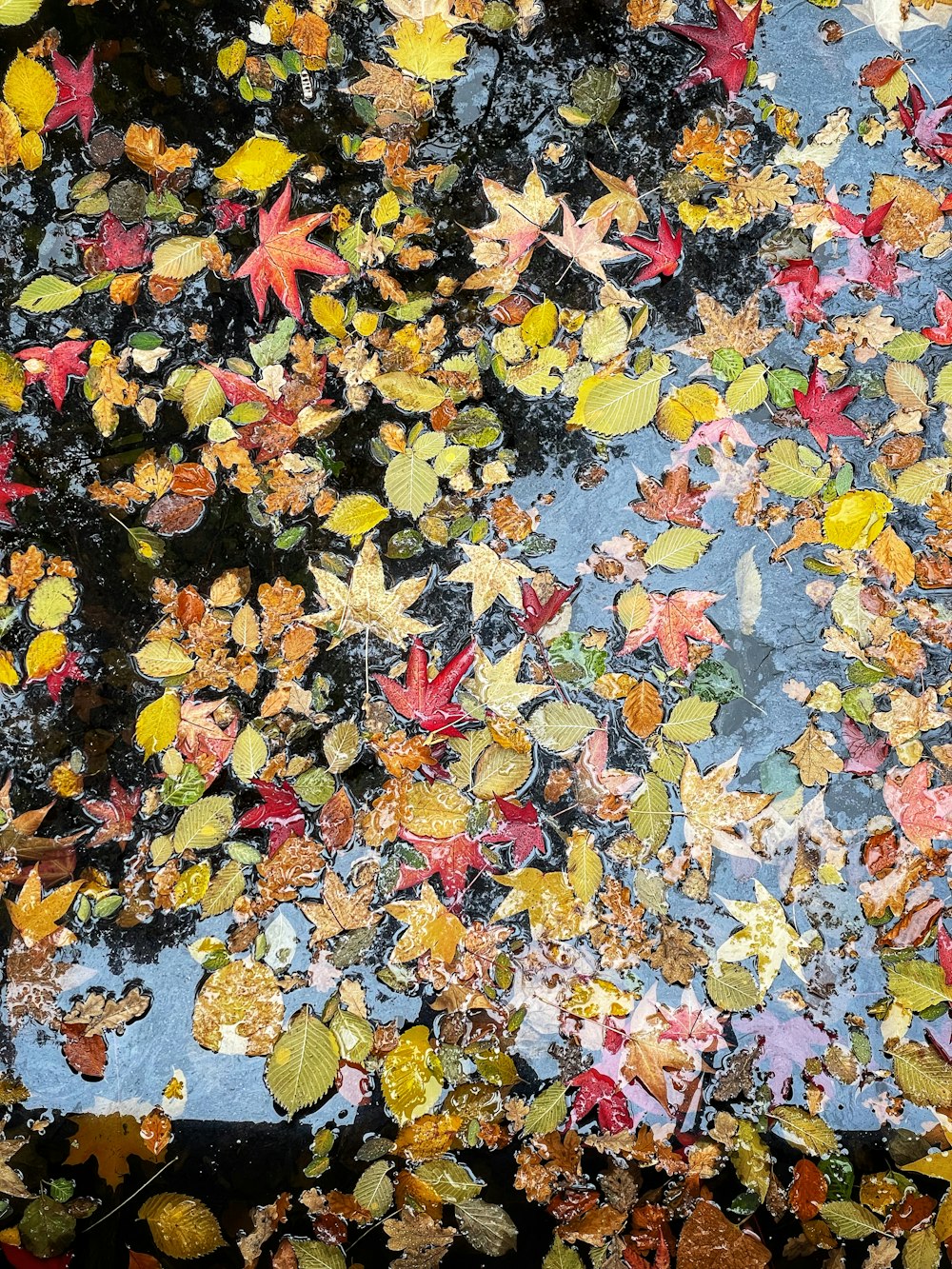 Eine Gruppe von Blättern, die auf einem Gewässer schwimmen