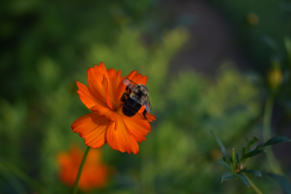a bee sitting on top of an orange flower