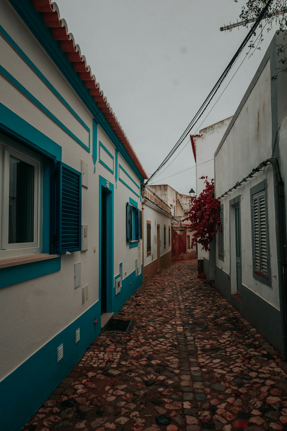 a cobblestone street with blue shutters and a red tree