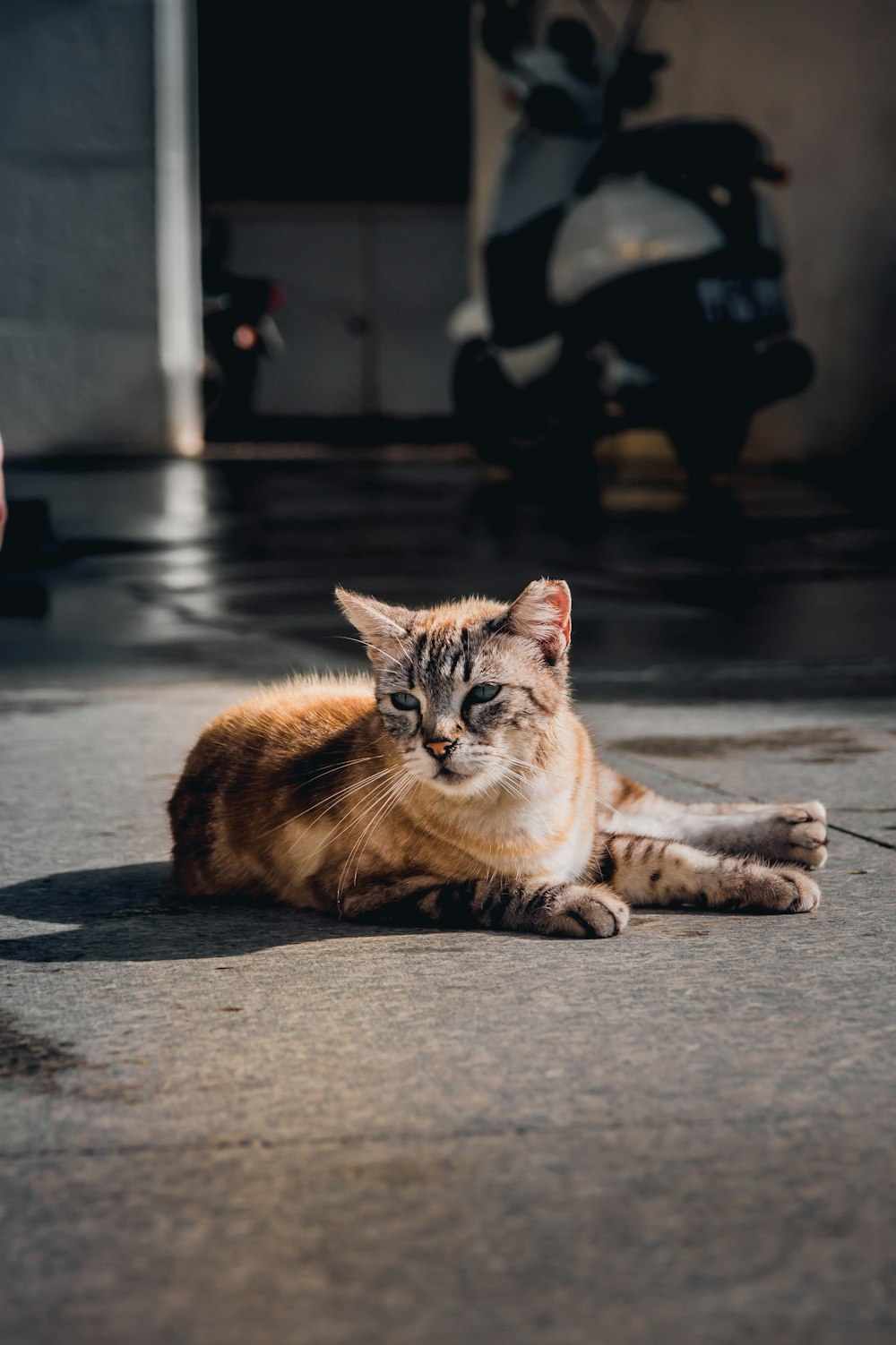 a cat laying on the ground in front of a motorcycle