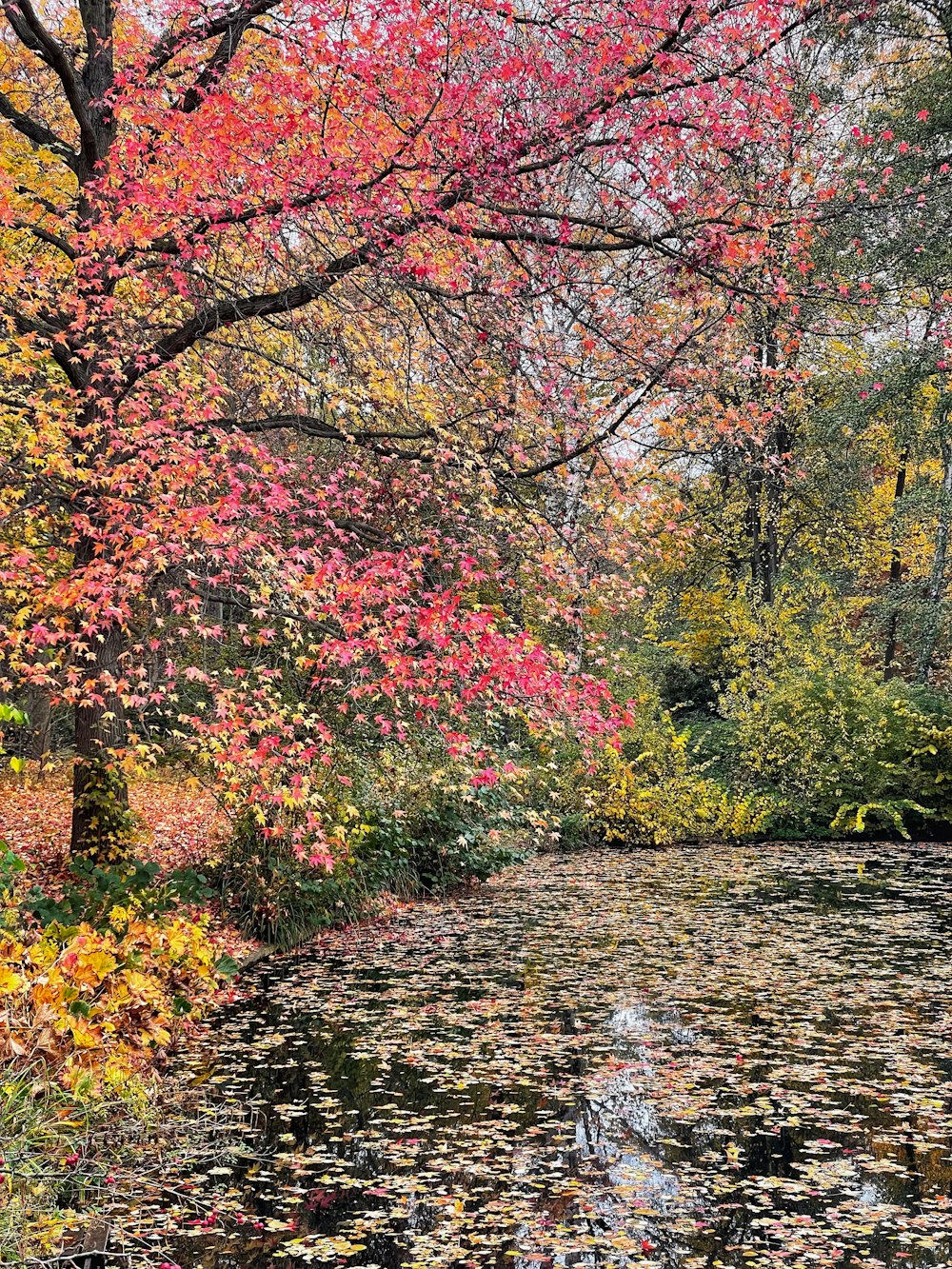 a pond filled with lots of water surrounded by trees