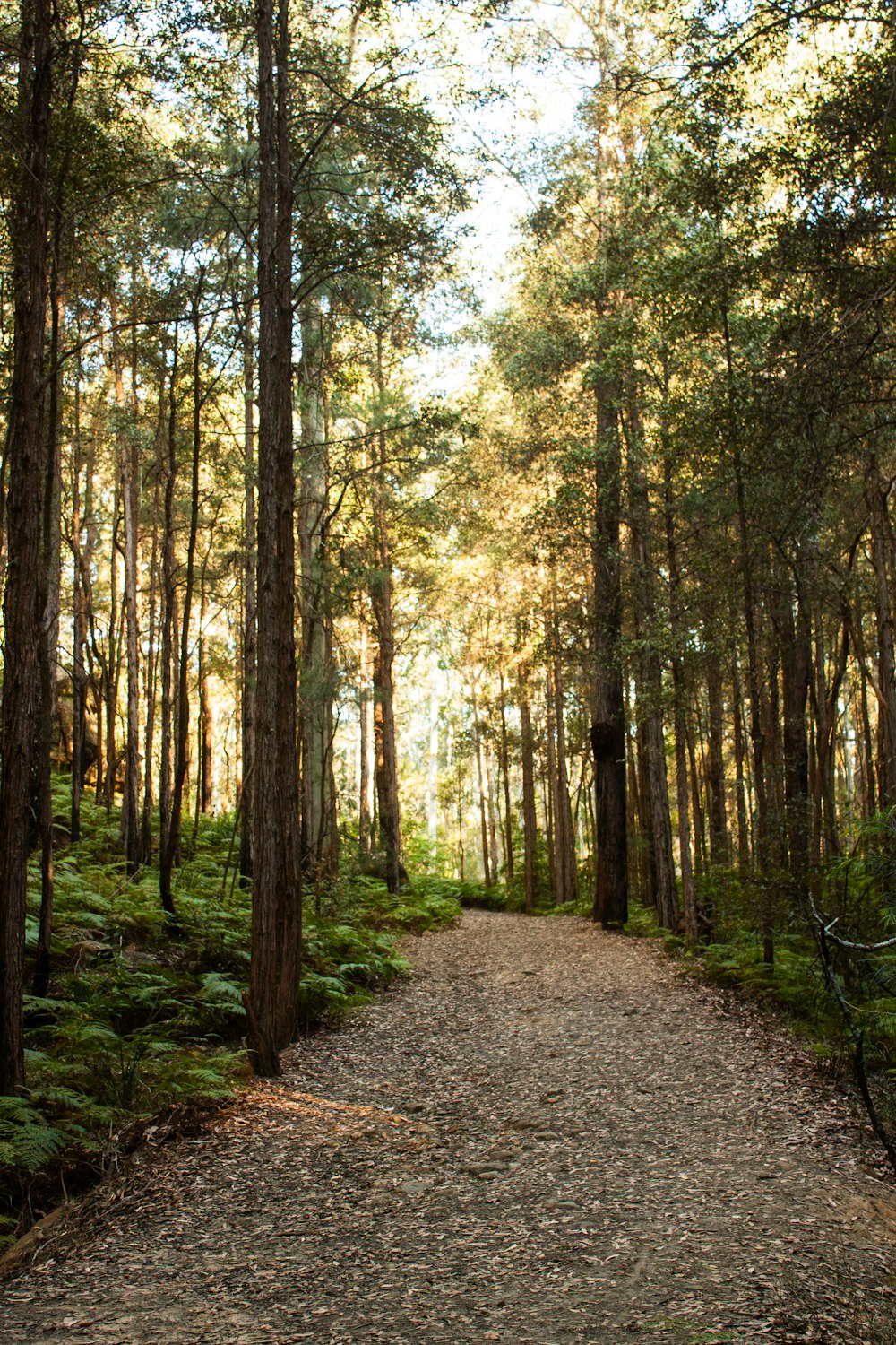 a dirt path in the middle of a forest