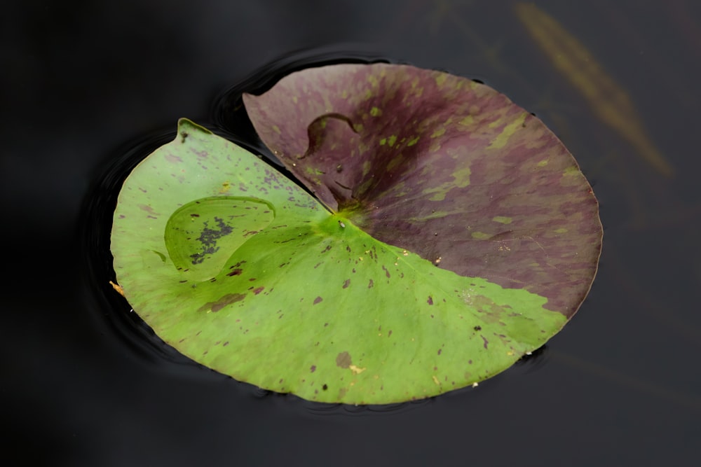 a green leaf floating on top of a body of water