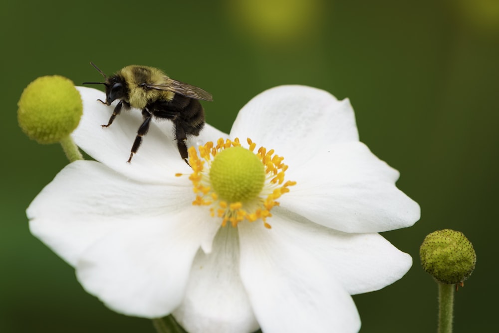 a bee is sitting on a white flower