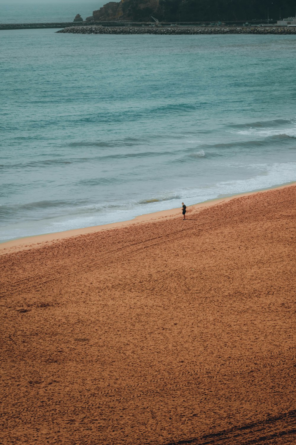Un uccello solitario in piedi su una spiaggia vicino all'oceano