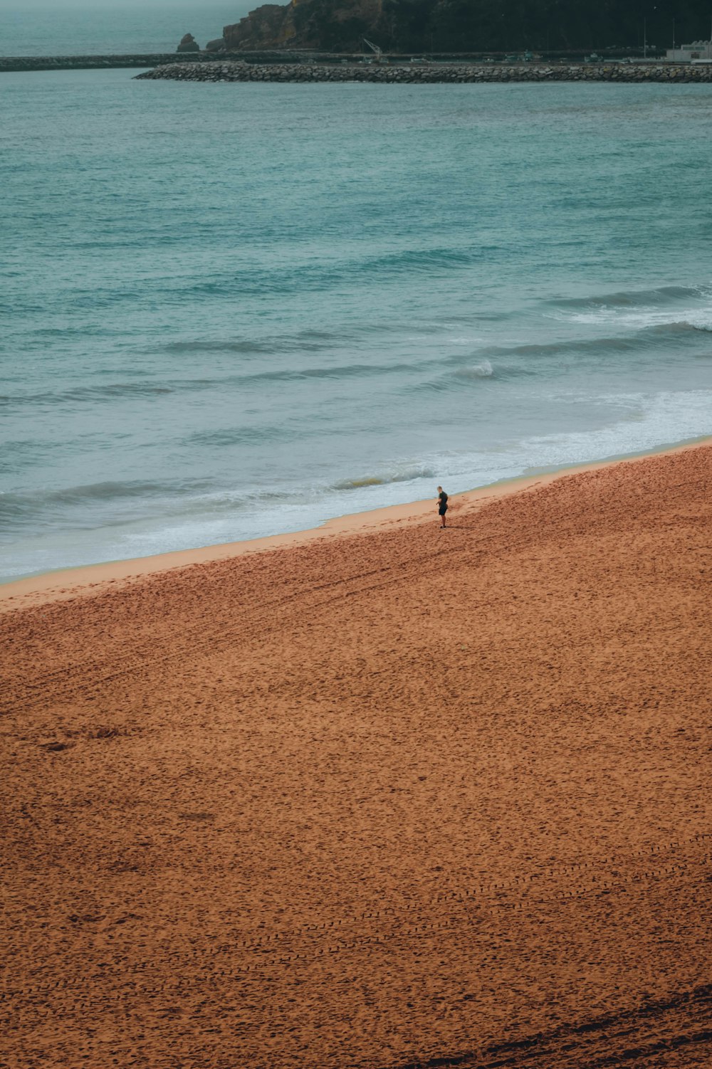 Un pájaro solitario parado en una playa junto al océano