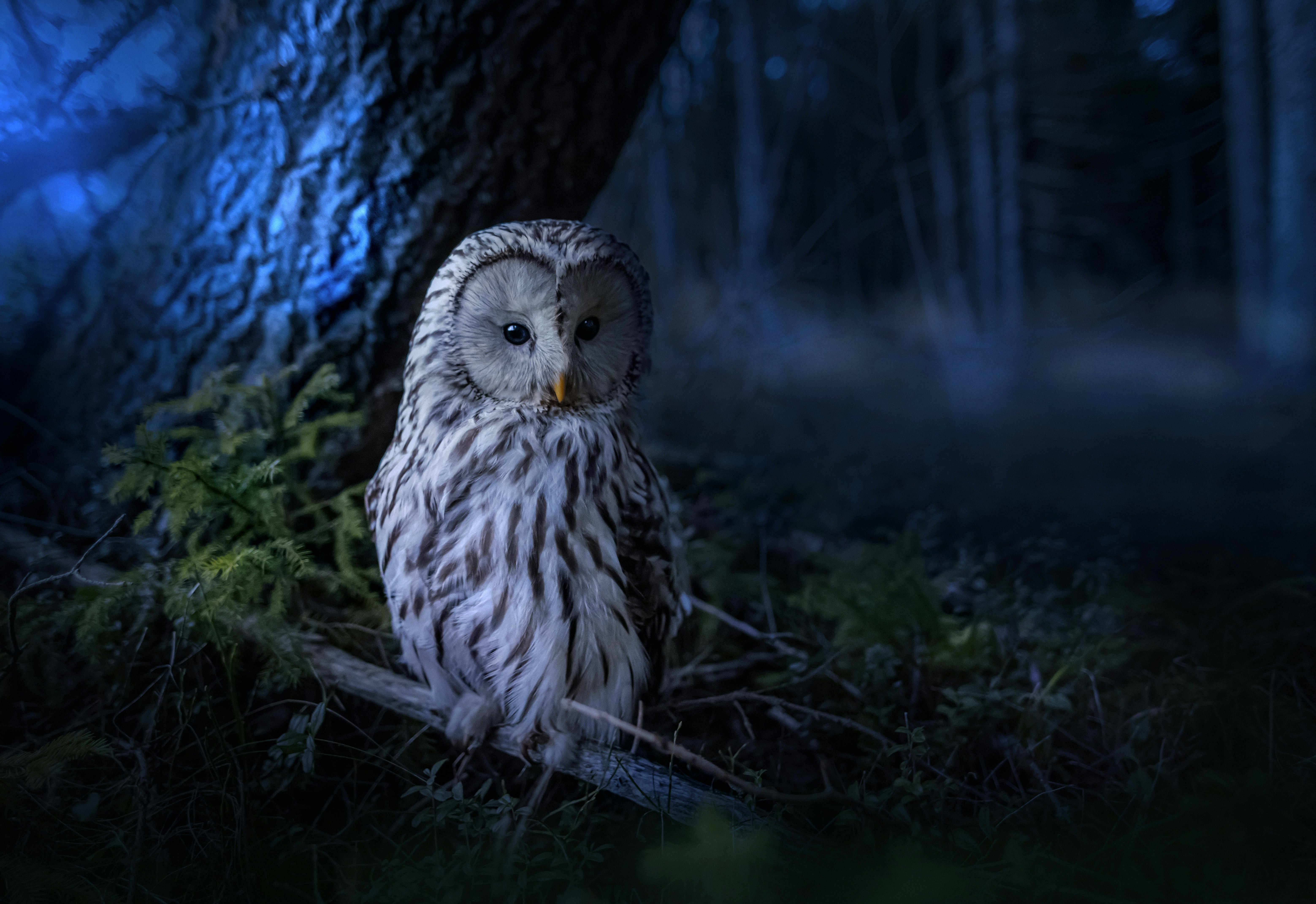 Photo by erik_karits