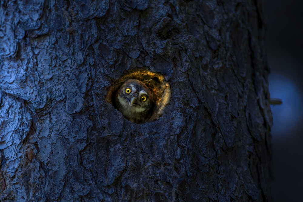 a tree with a hole in the middle of it