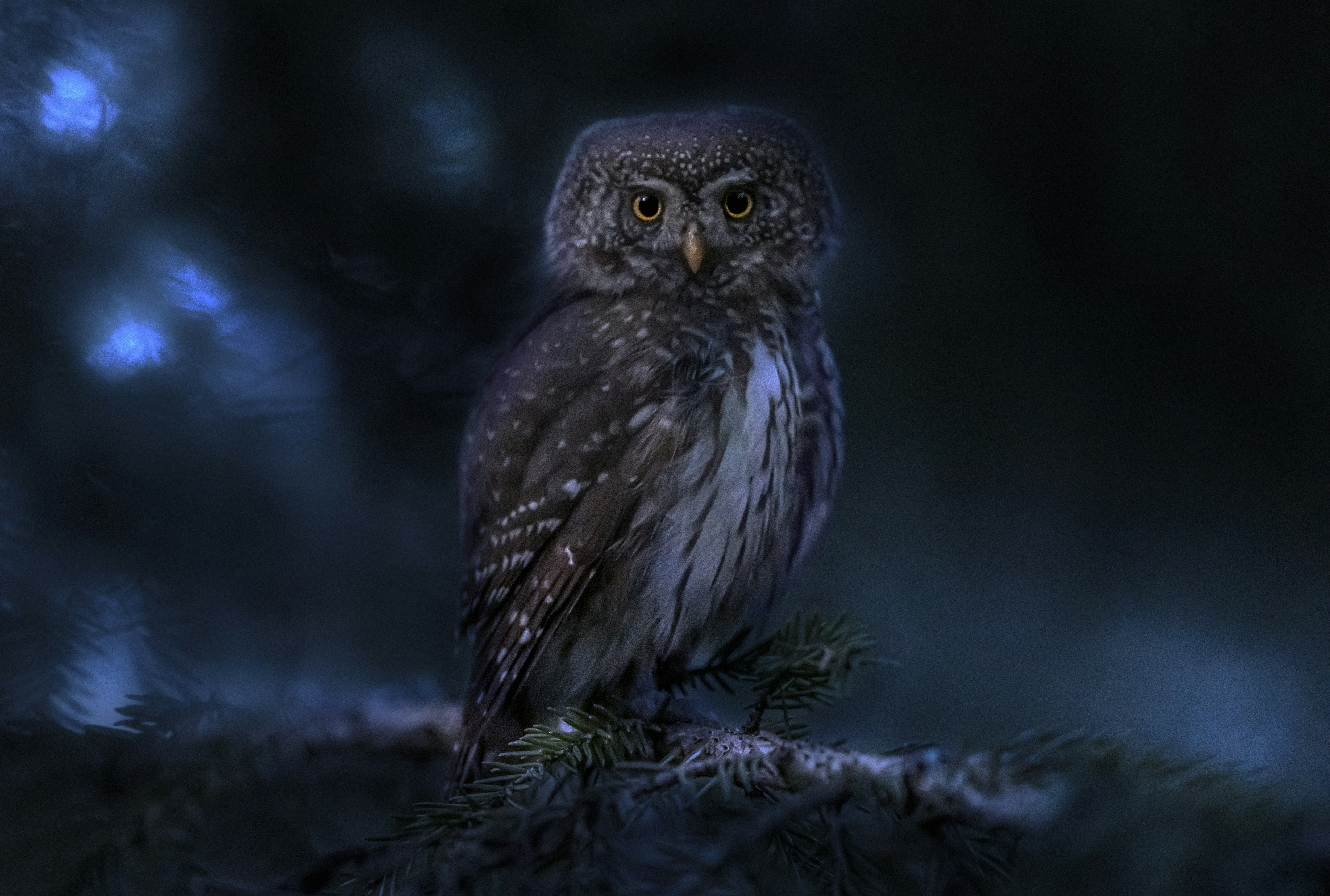 Photo by erik_karits