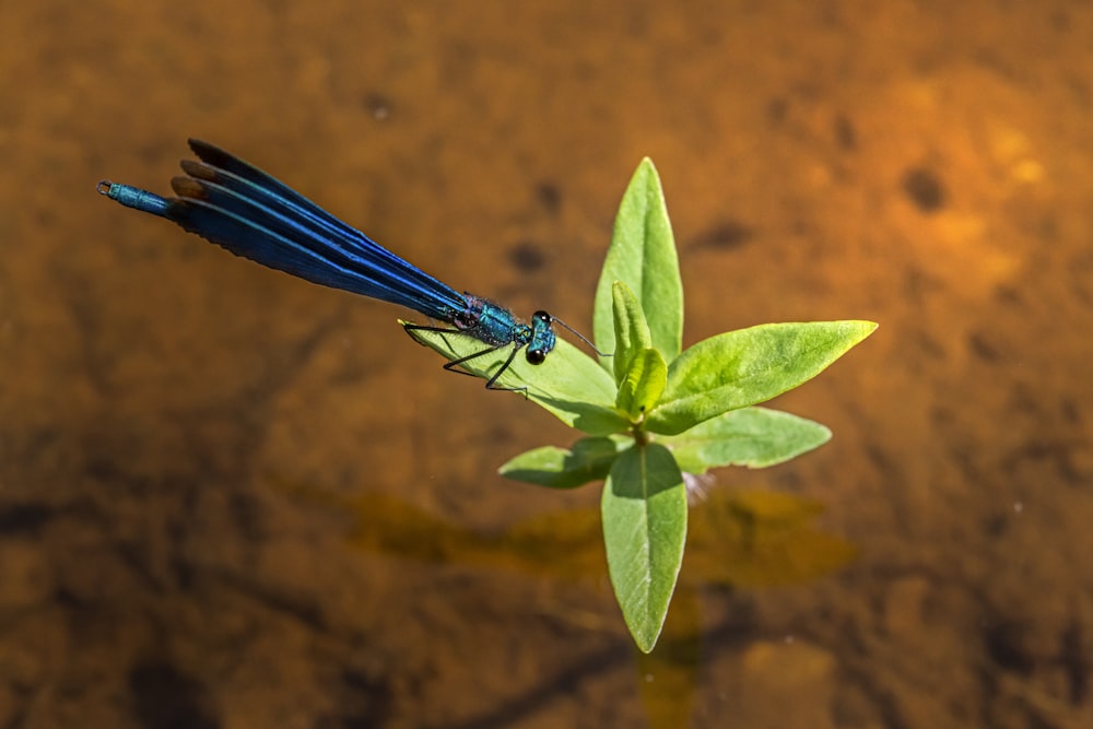 a blue dragonfly sitting on top of a green leaf