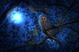A solitary owl perched on a tree branch amidst a dark, moonlit forest. The scene is enveloped in shades of deep blue, creating a mysterious and serene atmosphere. Leaves and branches frame the owl, which is gazing intently out of the image.