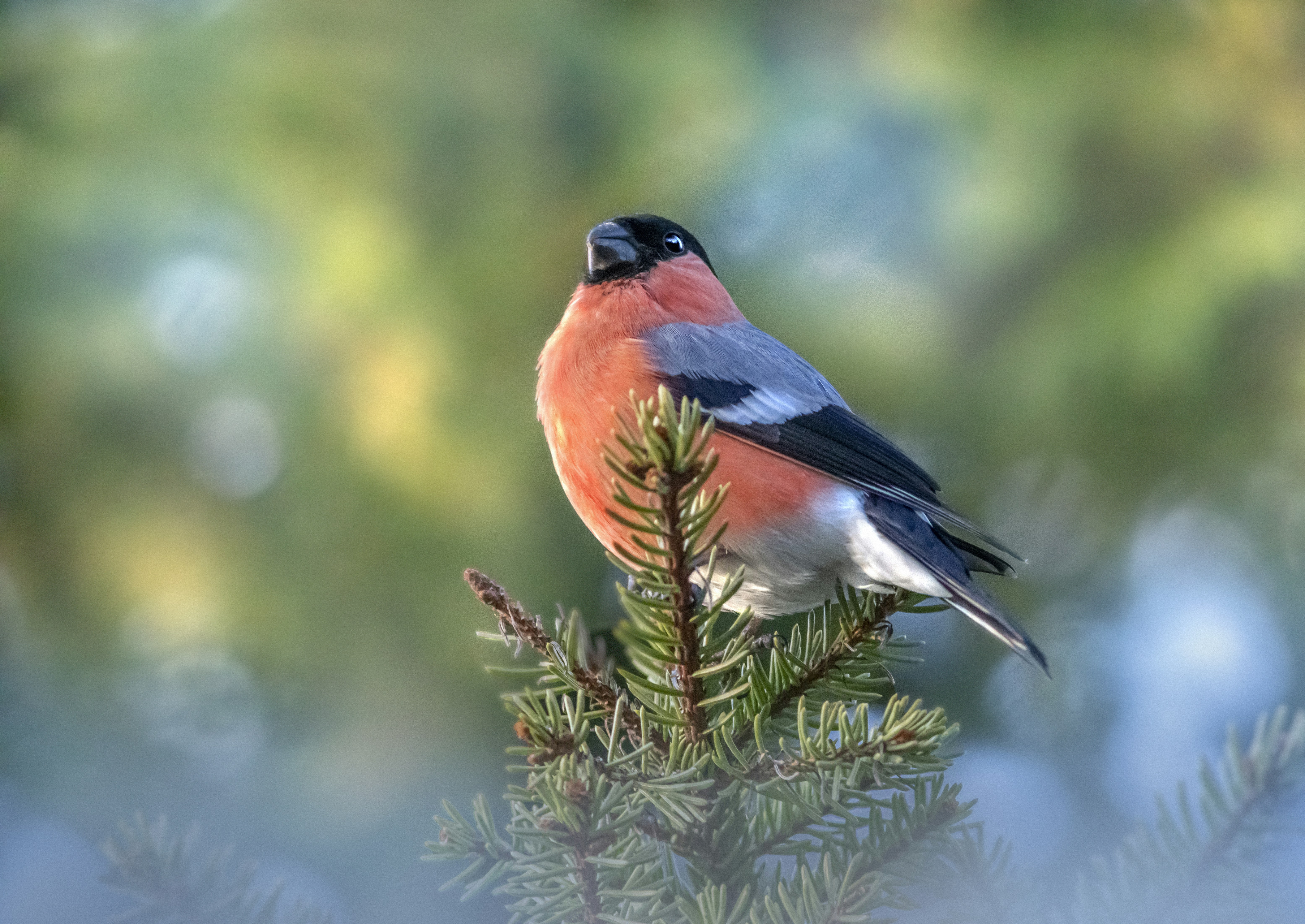 Photo by erik_karits