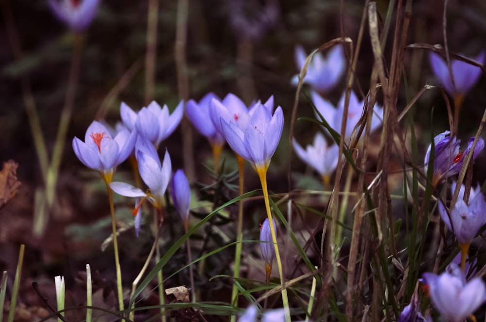 a bunch of purple flowers that are in the grass