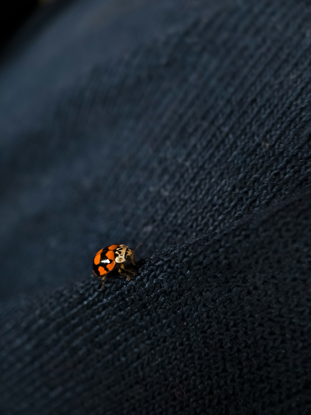 a small orange and black bug on a black cloth