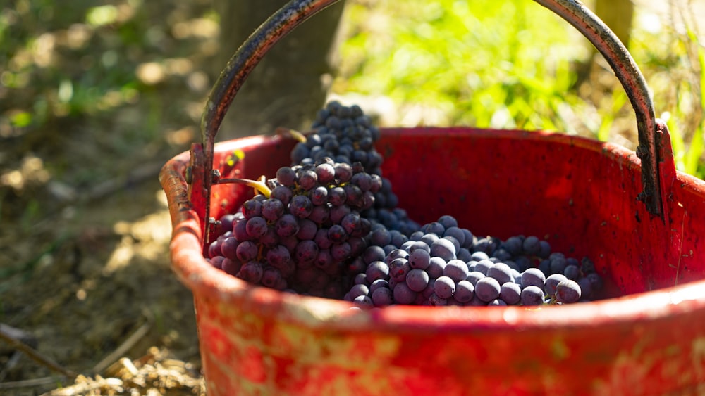 a red bucket filled with lots of grapes