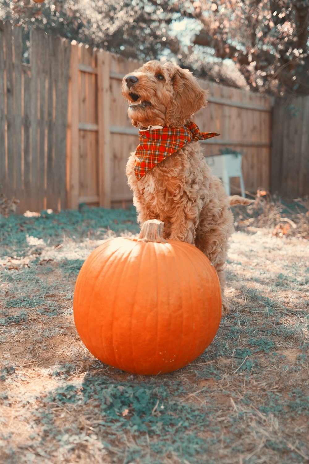 a dog sitting on top of a pumpkin