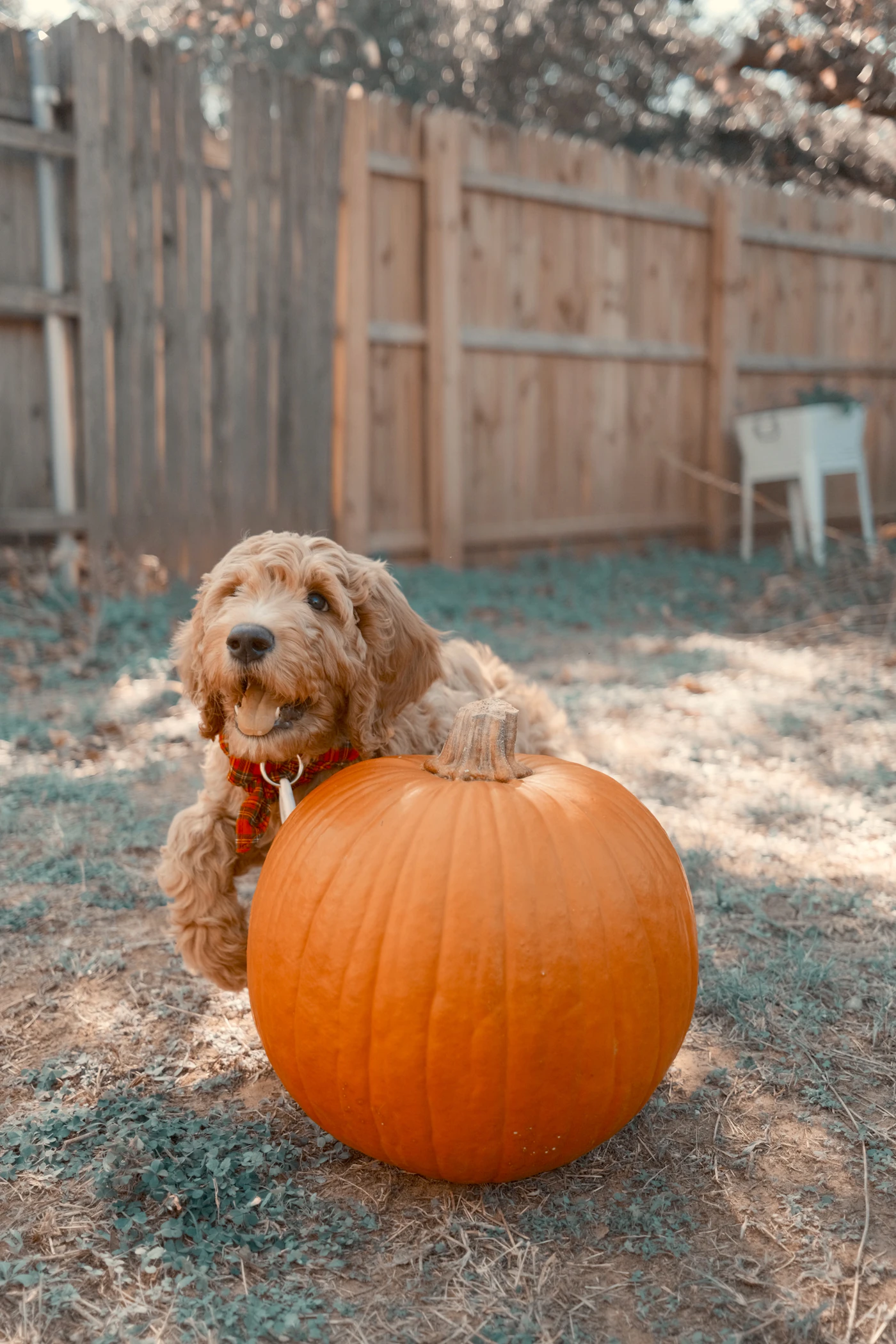 Perro sentado sobre una calabaza