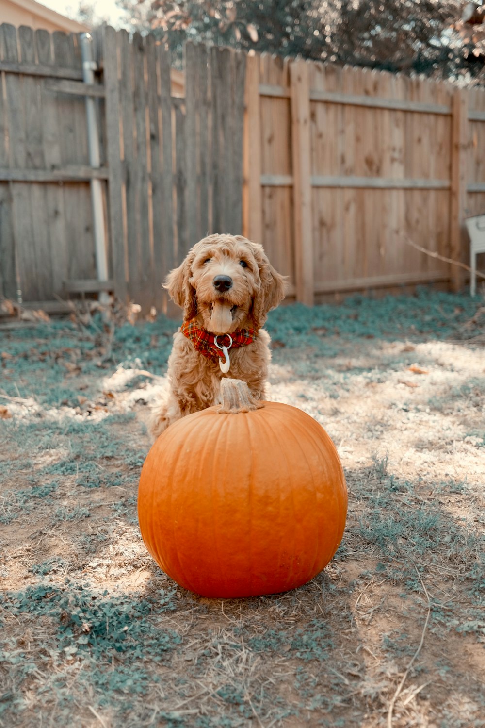 a small dog sitting on top of a pumpkin