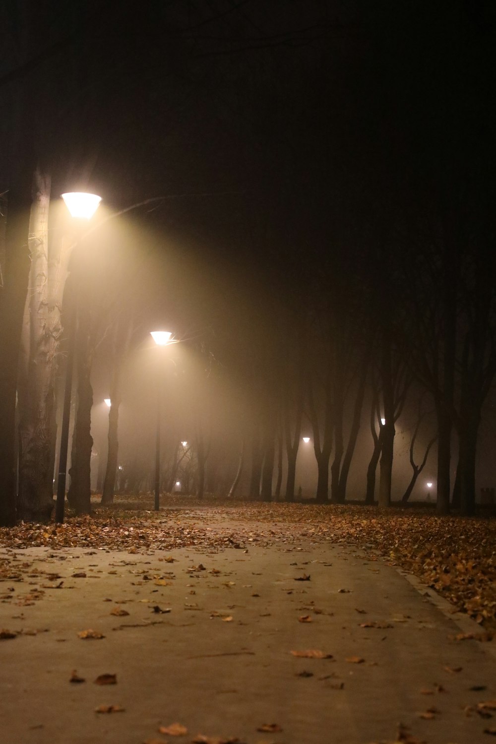 a foggy night in a park with street lights