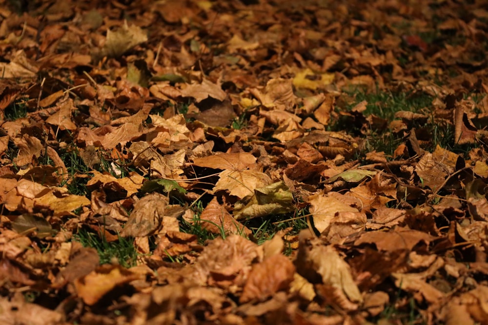 a dog laying in a pile of leaves on the ground