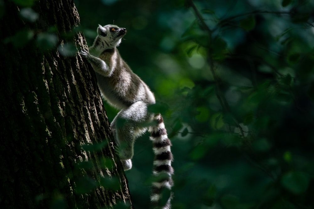 a lemura climbing up the side of a tree