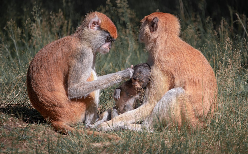 a group of monkeys sitting on top of a grass covered field