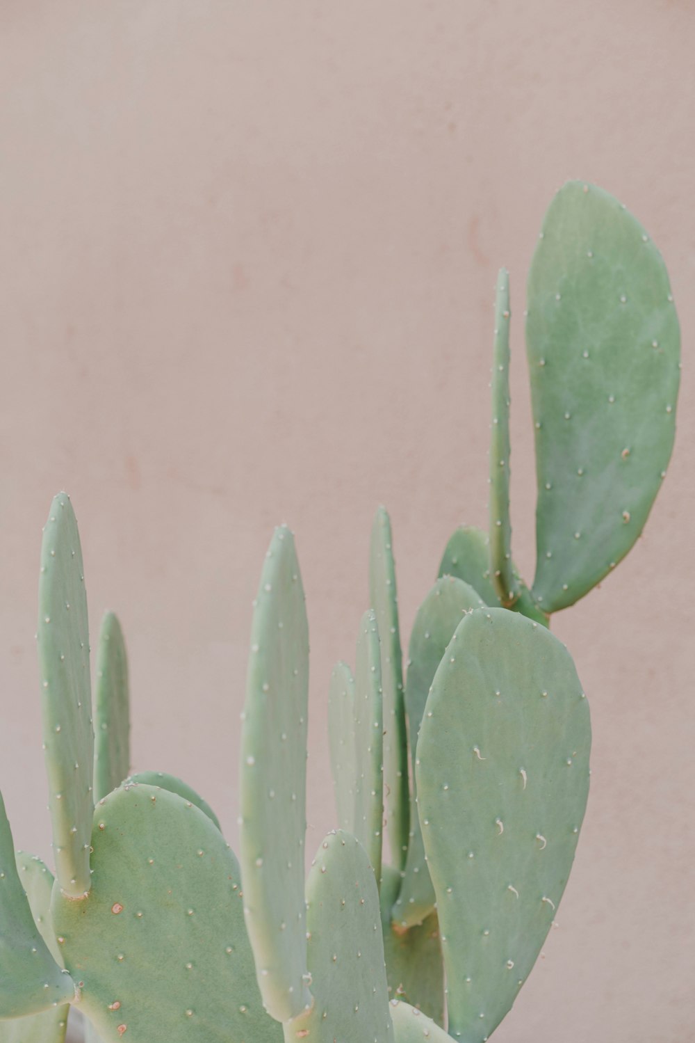 a close up of a cactus plant with a pink wall in the background