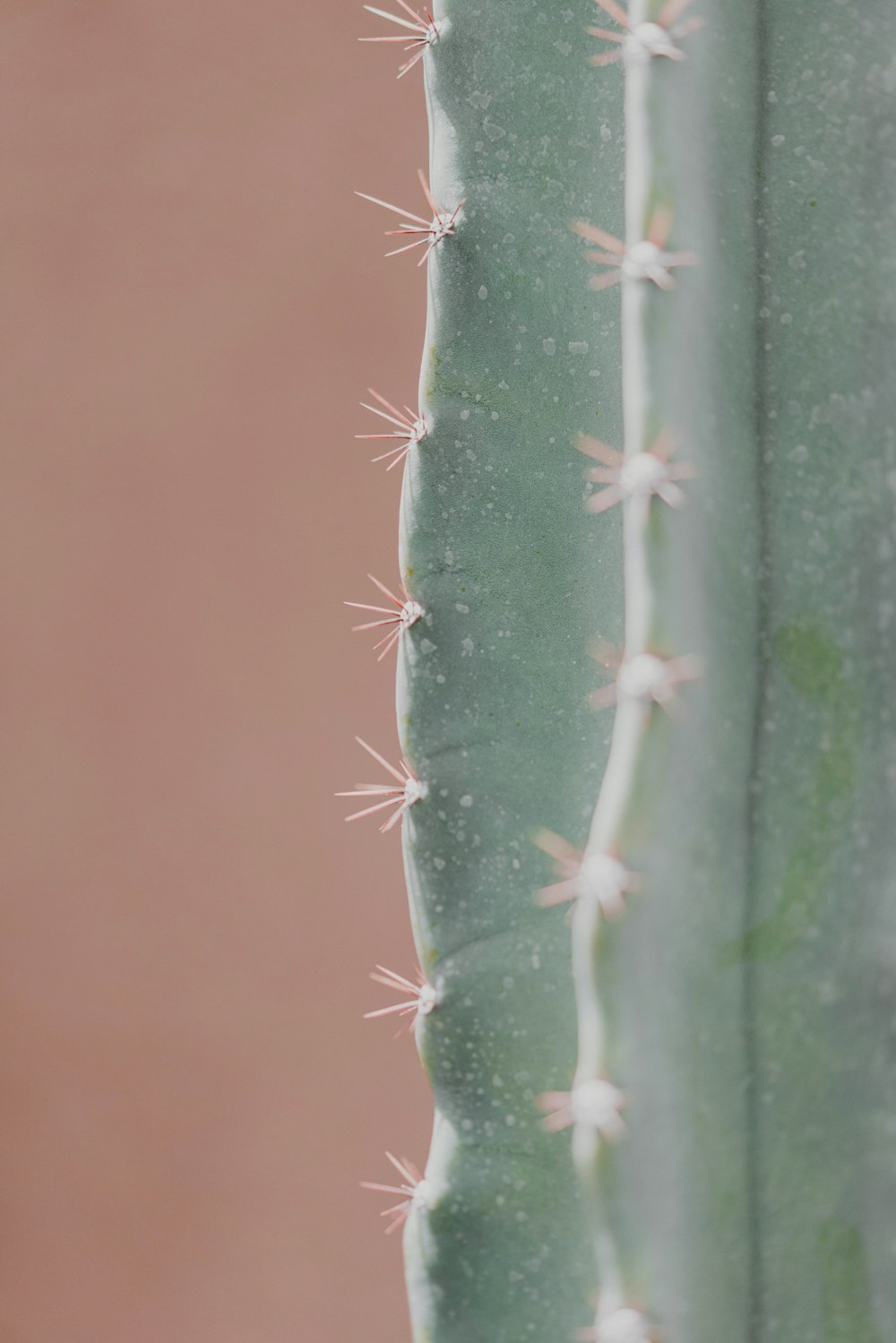 a close up of a green cactus plant