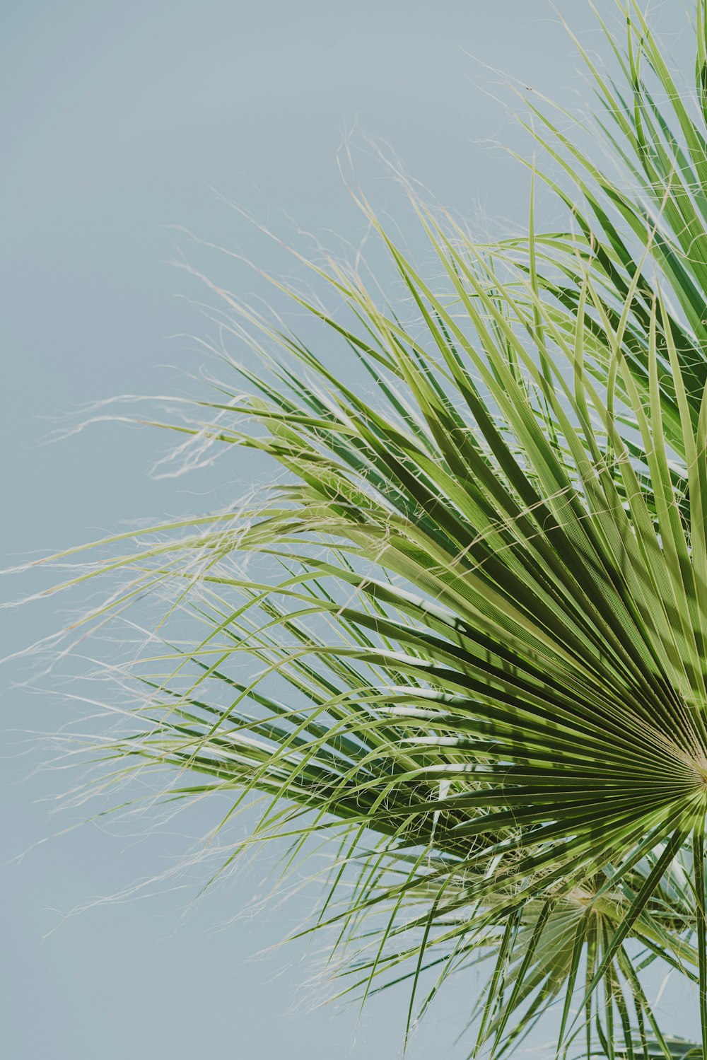 a close up of a palm tree with a blue sky in the background