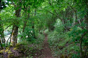 a path through a forest with lots of trees