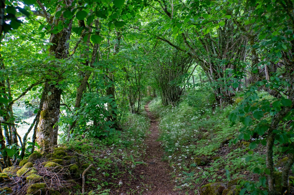 a path through a forest with lots of trees