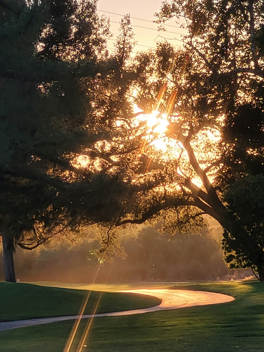 the sun is shining through the trees in the park