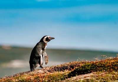 Cile_Reisen_la_Serena_islas_damas_humboldt_pinguin