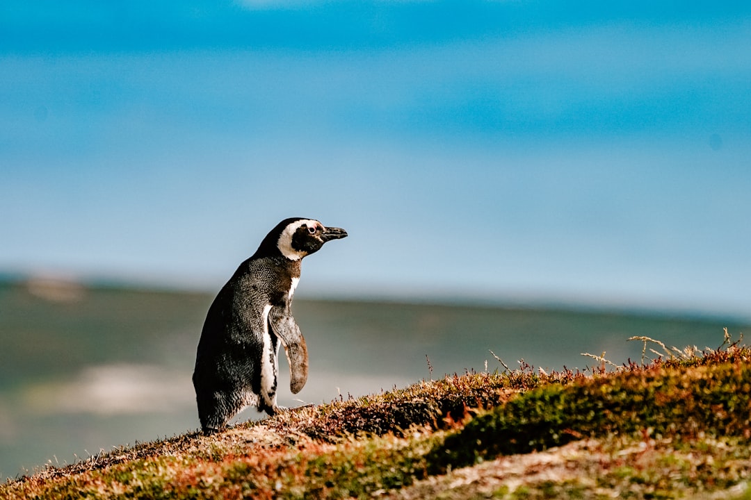 a penguin standing on a hill with a blue sky in the background, a lone penguin walking up the hill in the Falkland Islan