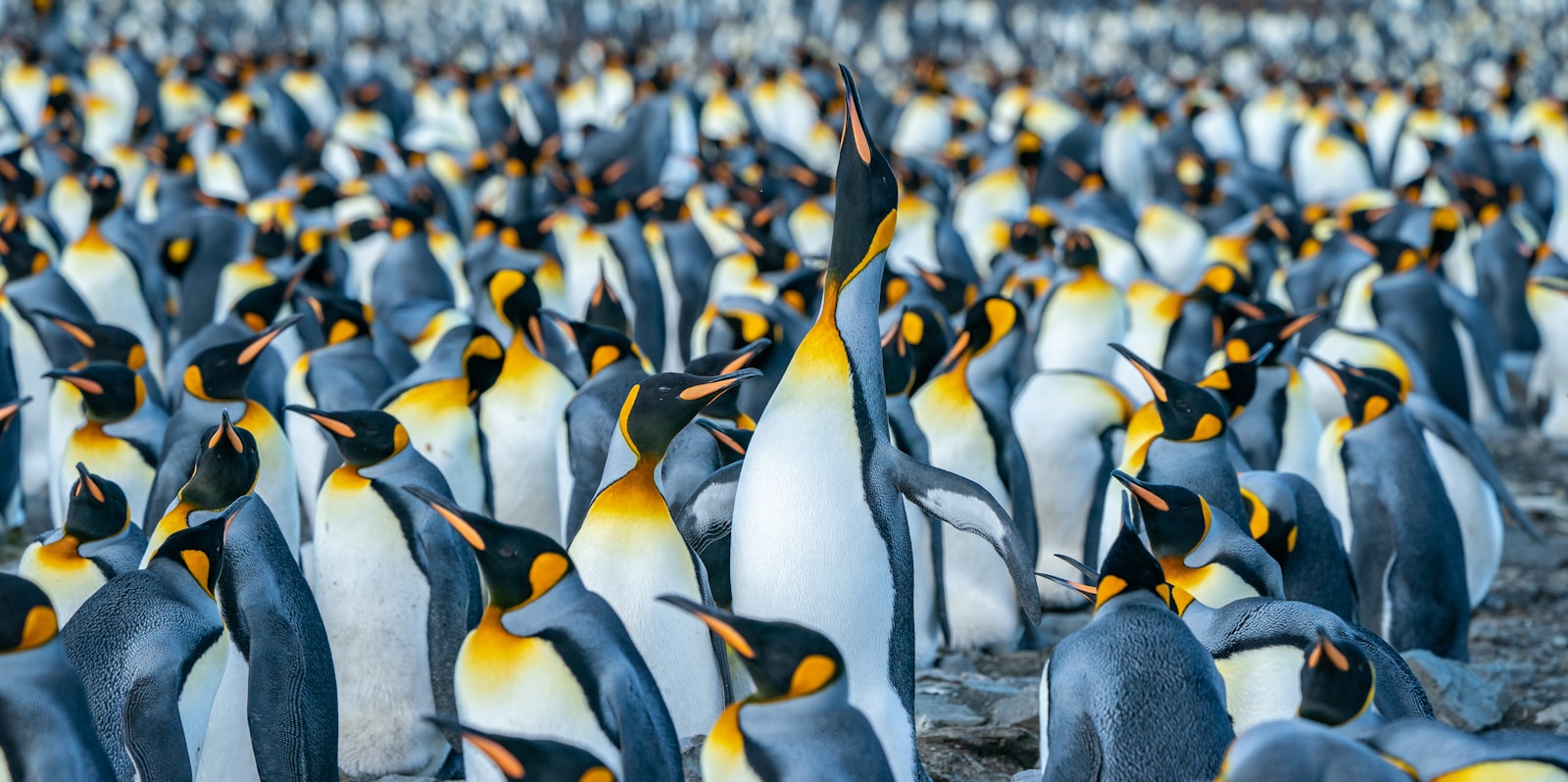 A dense colony of king penguins with orange neck markings, stretching to the edge of the frame