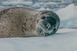 a grey seal laying on top of snow covered ground
