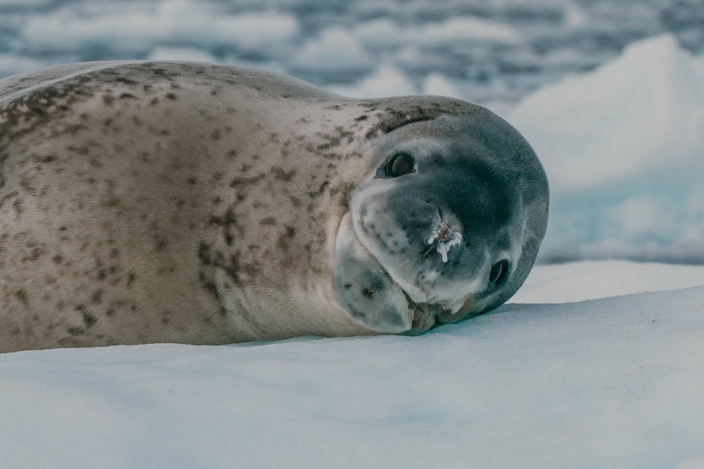 a grey seal laying on top of snow covered ground