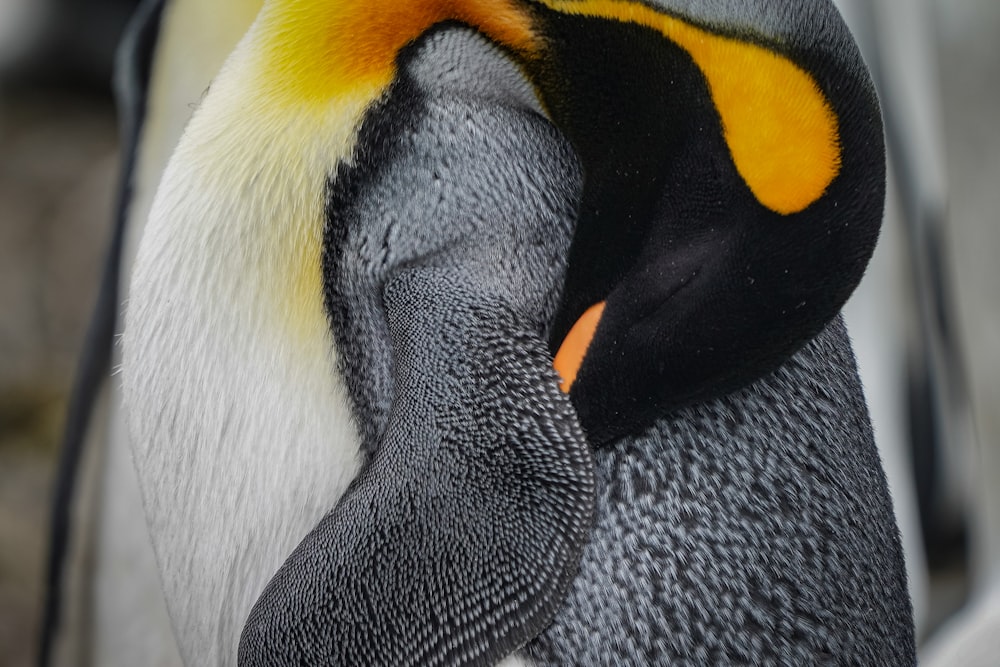 a close up of a penguin with a yellow and black beak