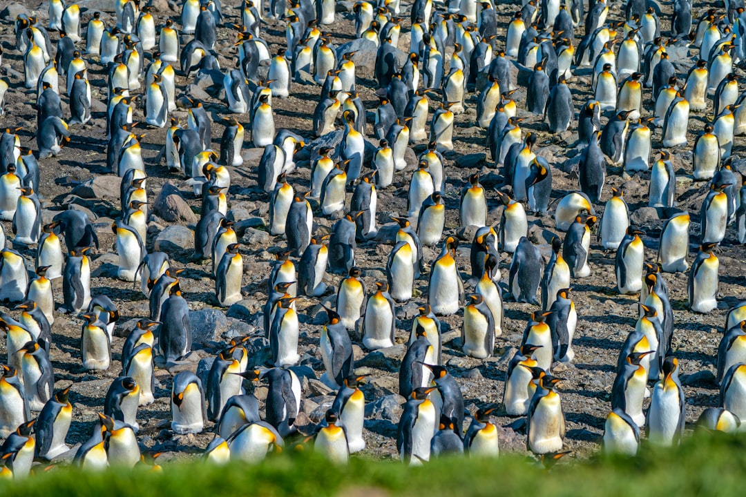 a large group of penguins standing on a beach