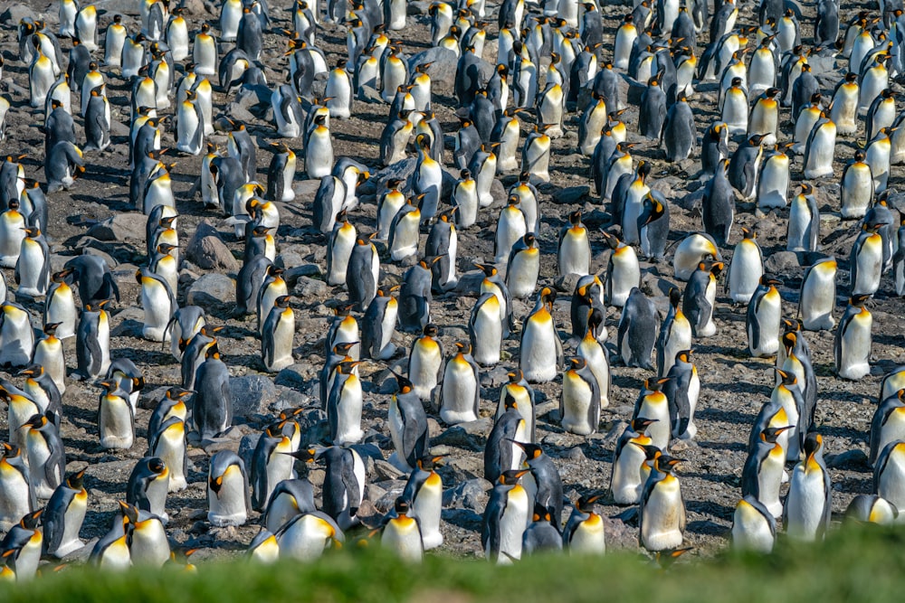 a large group of penguins standing on a beach