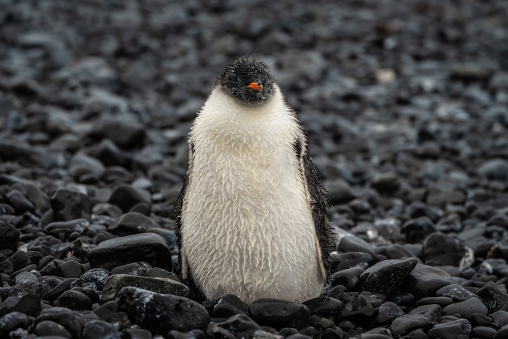 a small penguin standing on a rocky beach