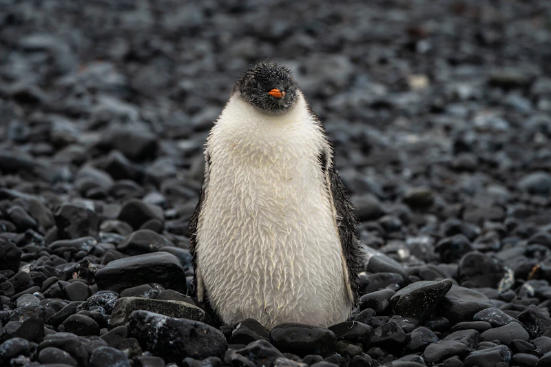 Little Blue Penguin