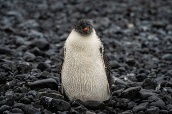 A lone penguin standing on a rocky surface with wet pebbles scattered around. The penguin has a white belly and black feathers on its back, head, and wings, with an orange beak.