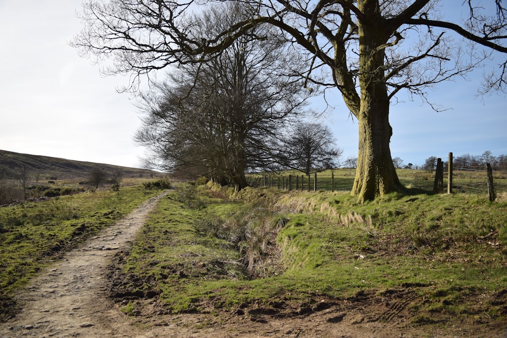 a dirt path leading to a tree in a field