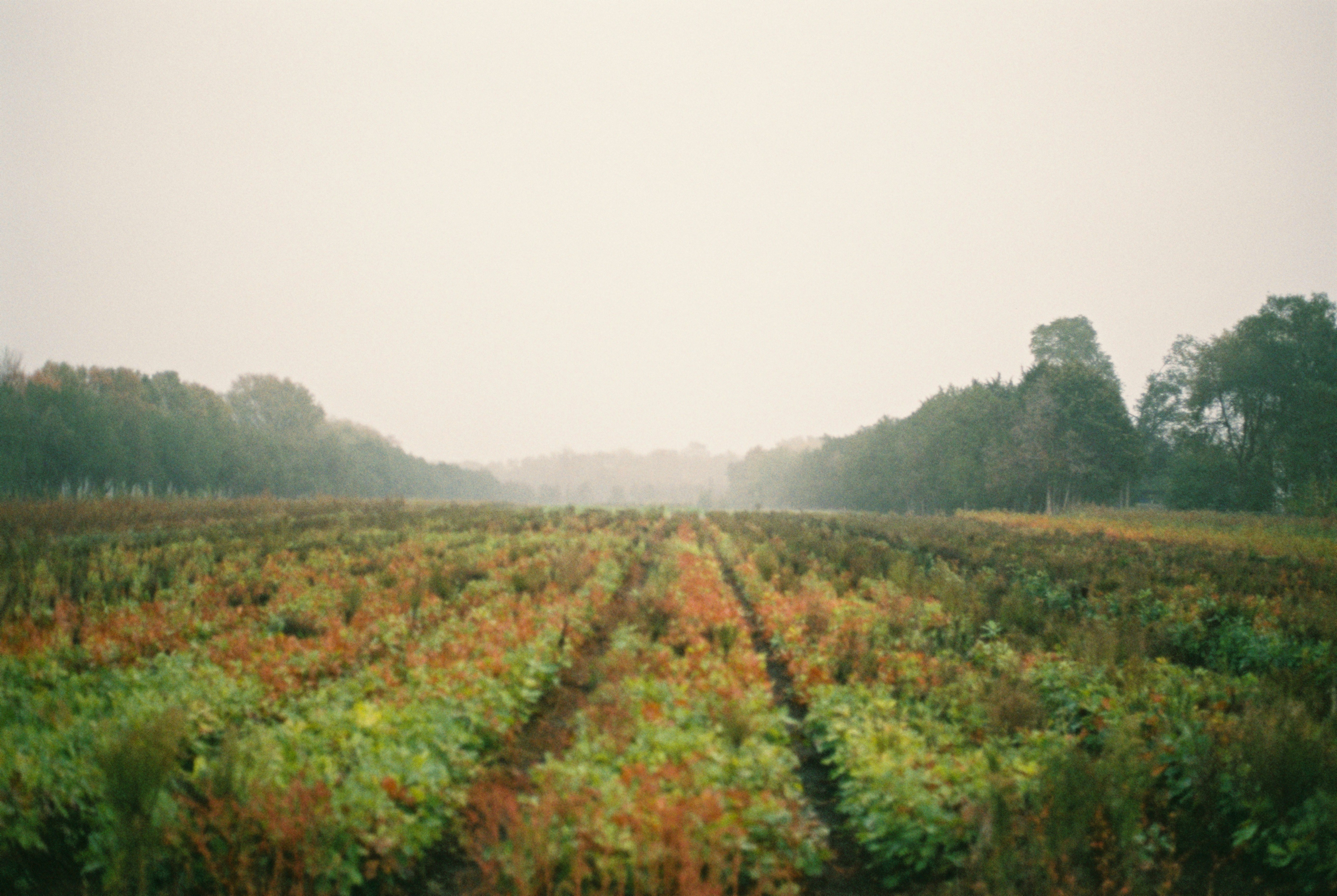 8 Winery Tours on Bed and Breakfast Mississippi Itineraries