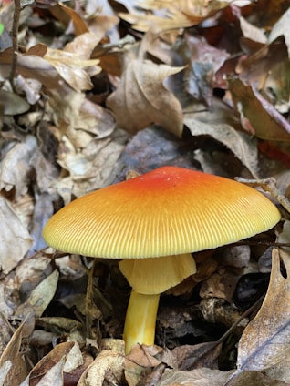 A brightly colored mushroom with a red and yellow gradient cap, growing among dry, brown, fallen leaves in a forest setting. The gills of the mushroom are visible, and its stalk is pale yellow.