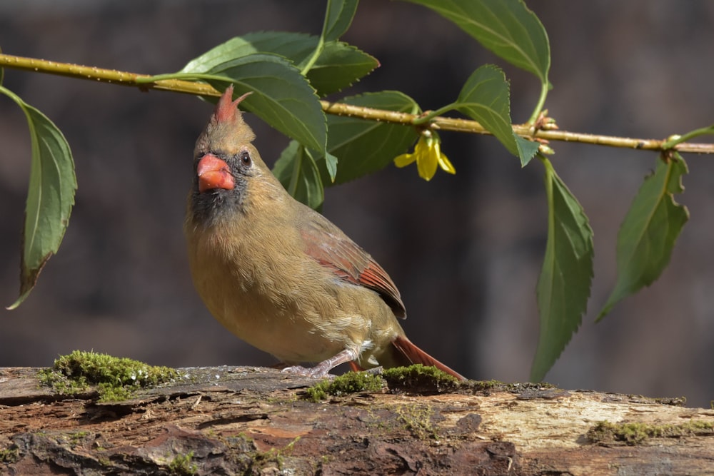 a bird is perched on a tree branch