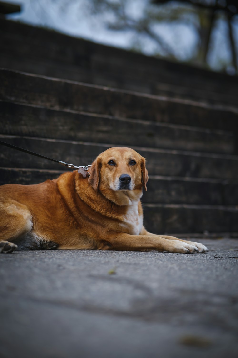 a large brown dog laying on top of a sidewalk