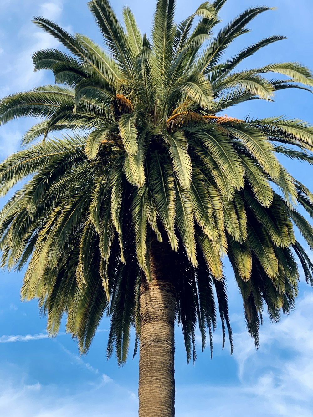 uma palmeira com um céu azul no fundo