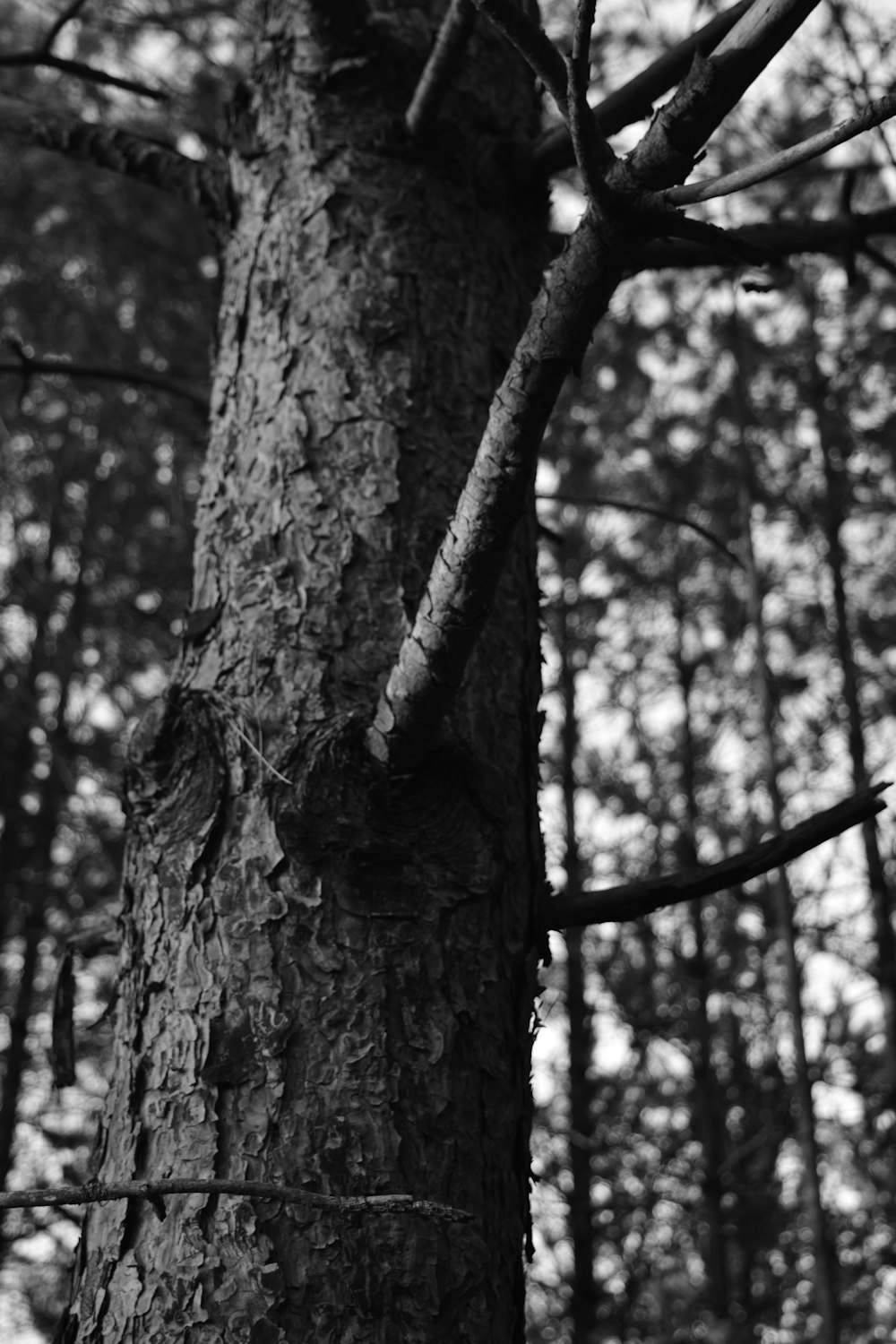 a black and white photo of a tree in the woods